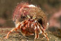 Hermit crab,Farne islands. 60mm. by Derek Haslam 